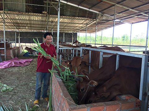 Mô hình chăn nuôi bò lai nhốt chuồng của anh Phan Văn Phú ở xã Ea M'nang cho thu lãi hàng năm gần 200 triệu đồng